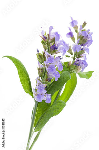 Photo: Salbei (Salvia officinalis) - Blüten auf weißem Hintergrund Salbei (Salvia officinalis) - Blüten auf weißem Hintergrund