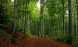 canvas print picture - Wald