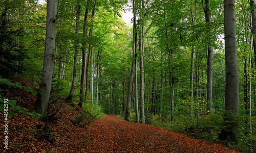 Photo: Wald Wald