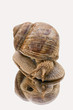 large garden snail in the mirror with a white background large garden snail in the mirror with a white background