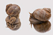 large garden snails in the mirror with a white background large garden snails in the mirror with a white background