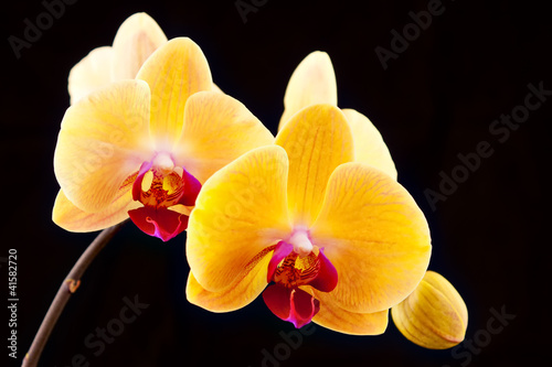 Photo: beautiful yellow orchids on a black background beautiful yellow orchids on a black background