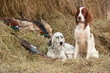 Successful bird shoot Successful bird shoot