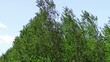 strong wind shaking the trees