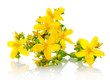 St Johns wort