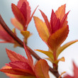 Photo: close up shoot of red spring leafs close up shoot of red spring leafs