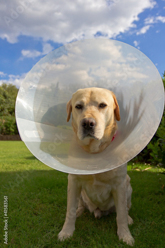 Photo: Dopo la visita del veterinario... Dopo la visita del veterinario...