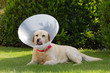 Cane convalescente in giardino