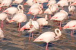 Fenicotteri rosa