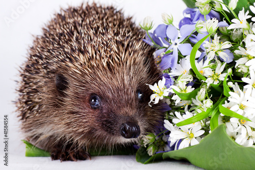 Photo: Hedgehog with wild flowers Hedgehog with wild flowers