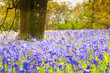 Bluebells in the forest.