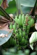 banane