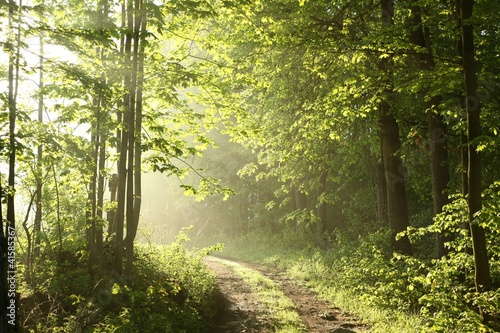 Photo: Forest path on a sunny May morning Forest path on a sunny May morning