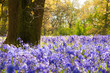Bluebells in the forest.