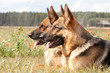 German Shepherds