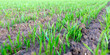 grass