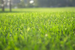 Grass