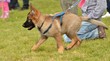Photo: german shepherd german shepherd