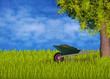 Gardening with green wheelbarrow