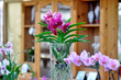 Orchidee Milieuaufnahme
