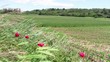 countryside, strong wind