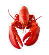 Photo: Isolated red lobster Isolated red lobster
