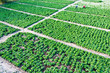 Chinese cabbage garden Chinese cabbage garden