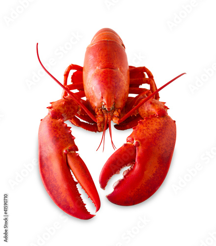 Foto: Isolated red lobster Isolated red lobster