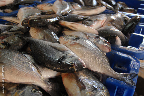 Foto: Food and Cuisine - Fish Food and Cuisine - Fish