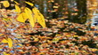 The branch sways in the wind over the water The branch sways in the wind over the water