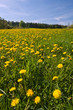 Dandelion Flowers