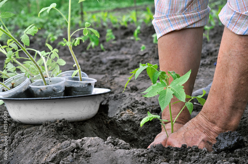 Photo: Senior woman planting a tomato seedling Senior woman planting a tomato seedling