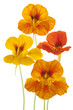 nasturtium