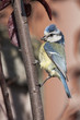Blaumeise (parus caeruleus)