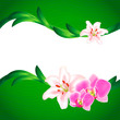Beautiful Lily and Orchid background