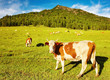 Grazing cow