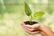 Photo: tree green fresh in female hand tree green fresh in female hand