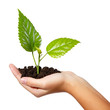 Photo: tree green fresh in female hand isolated tree green fresh in female hand isolated