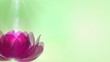 Beautiful Lotus Blossom