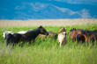 grazing horses on grassland