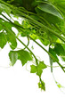 Ivy gourd