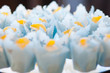 closeup of cupcakes