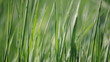 Gräser im Wind