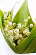 Lily-of-the-valley flowers Lily-of-the-valley flowers