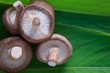 shitake mushroom on green leaf background
