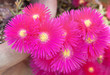Fiori di viola Carpobrotus edulis