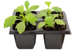 Young aster flower seedlings