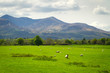Sheep and rams in Killarney mountains, Ireland