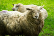 Irish sheeps in Killarney