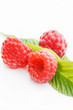 fresh raspberries